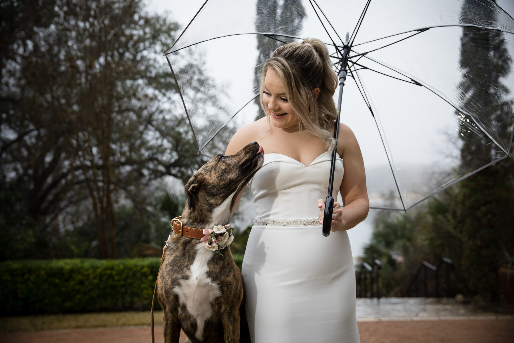 Bride and dog under a clear umbrella